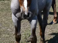 घोड़ी, Quarter Horse — फ़ोटो 5