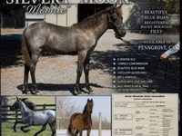 Stute, Rocky Mountain Horse — Foto 1