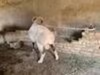 Carnero, Rhon sheep — foto 8