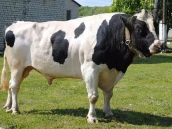 Bulle, Holstein-Rasse — Russland
