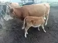Vaca, Ganado vacuno — foto 3