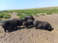 Boar, Вьетнамская вислобрюхая — photo 8