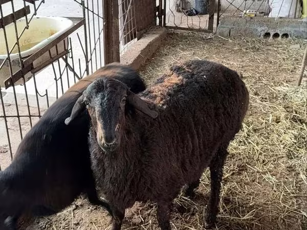 Хуц, Хонь