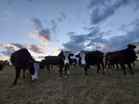 Kuh, Swiss cattle — Foto 6