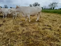 بقرة, Charolais cattle — الصورة 5