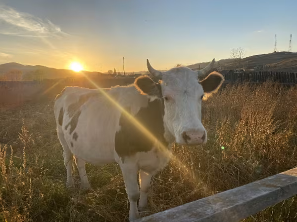Vaca, Raza Holstein — Rusia