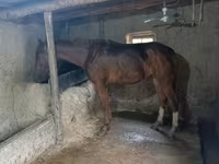 Horse (M), Thoroughbred horse — photo 3