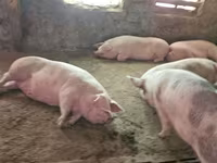 Sow, Pigs — photo 1