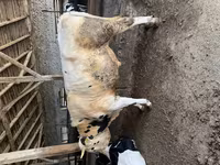 公牛, Holstein breed — 照片 3