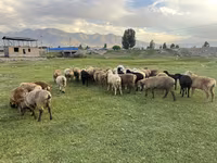 Oveja, Merino sheep — foto 1
