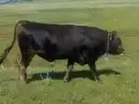 Toro, Ganado vacuno — foto 2