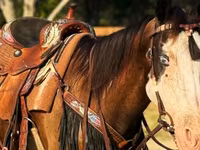 Mare, American paint horse — photo 5