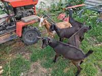 Cabro, Saanen goat — foto 5