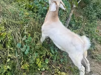 Cabro, Cabras — foto 4