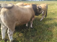 Бух, Aubrac cattle — 3 зураг