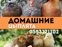 Кучинская юбилейная — фото 1