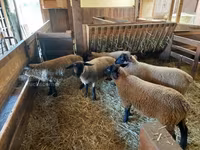 نعجة, Baerchuke sheep — الصورة 3