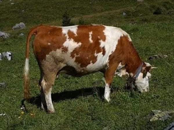 ثور, Simmental cattle