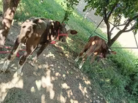 Үнээ, Red Estonian cattle — 2 зураг