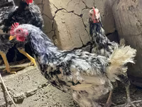 Chickens — Foto 8