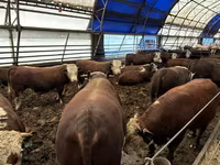 Toro, Ganado vacuno — foto 2