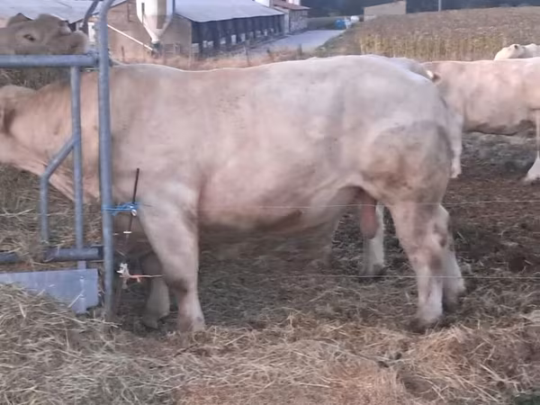 Bulle, Charolais cattle