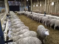 كبش, Kazakh fat-tailed coarsewool sheep — الصورة 3