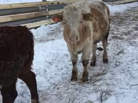公牛, Cattle — 照片 5