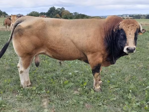 Toro, Partenaise cattle