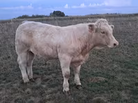 Toro, Charolais cattle — foto 8