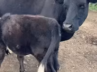 بقرة, Simmental cattle — الصورة 6