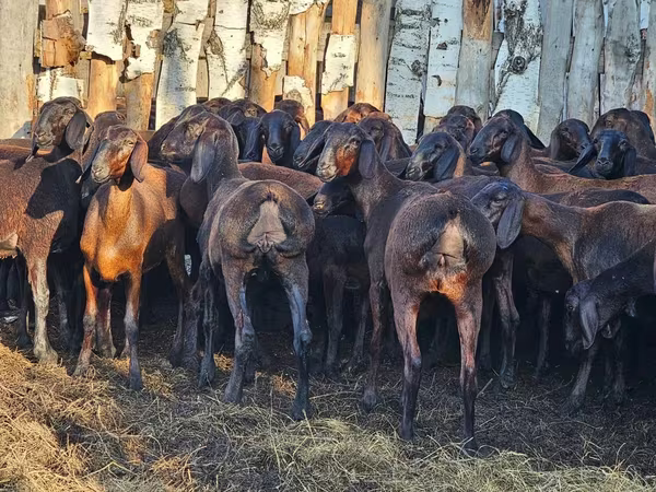 كبش, Hissar sheep