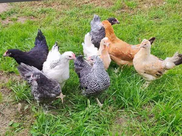 Chickens — روسيا