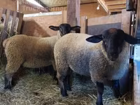 نعجة, Baerchuke sheep — الصورة 2