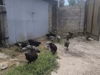 Australorp — foto 4