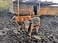 بقرة, Simmental cattle — الصورة 3