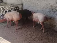 كبش, Arashan sheep — الصورة 4
