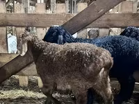 كبش, Baerchuke sheep — الصورة 2