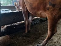 Cow, Alatau breed — photo 5