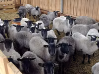Хуц, Romanov sheep — 5 зураг