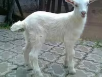 تيس, Saanen goat — الصورة 2