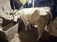 母牛, Ukrainian Brown Dairy Cattle — 照片 3