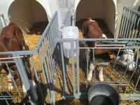 Vaca, Montbéliarde — foto 3