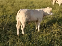 Toro, Charolais cattle — foto 6