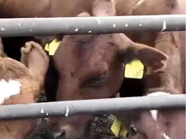 Kuh, Swiss cattle