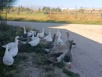 Geese — الصورة 4