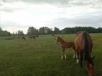 Caballo, Caballos — foto 5