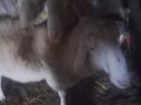 Хуц, Assaf sheep — 2 зураг