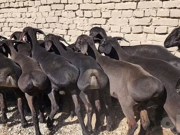 Конь, Лошади