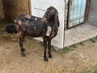 Cabra, Kamori goats — foto 5